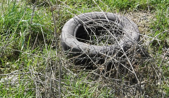 Biodiversit&auml;t ? (Foto: M.Kappler)