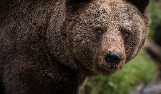 B&auml;rensomernacht am 18. Juni (Foto: Alternativer B&auml;renpark Worbis)