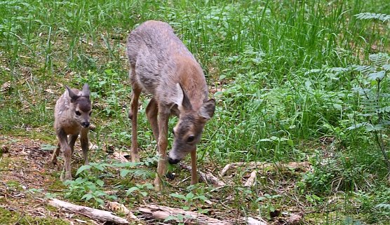 Um ihren Schutz geht es: Ricke mit Kitz. Letzteres hat keine &Uuml;berlebenschance bei einer Hetze durch einen frei laufenden Hund im Wald   (Foto: Ralf Sikorsky)