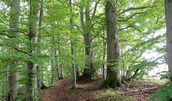Alte Buchen am Itelteich (Foto: Naturpark S&uuml;dharz)