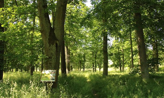 Die Parkanlage muss dringend bearbeitet werden (Foto: A.Glashagel)