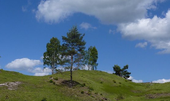 Gipskarstkuppe (Foto: Anja Apel)