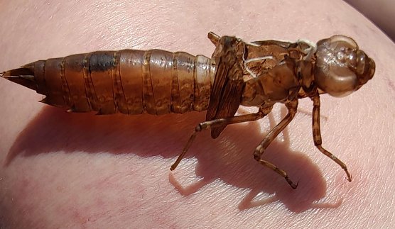 Nur noch eine leere H&uuml;lle hat die Libelle nach ihrer Verwandlung zur&uuml;ckgelassen (Foto: Peter Blei)