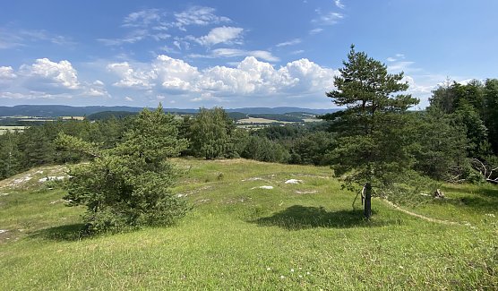 Sommerwiese im Südharzer Karstgebiet (Foto: oas) Sommerwiese im Südharzer Karstgebiet (Foto: oas)