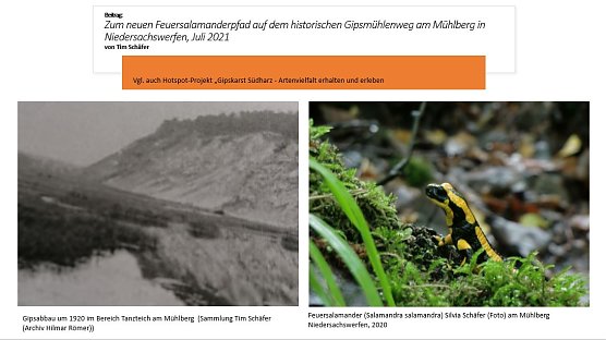 Feuersalamander M&uuml;hlberg Niedersachswerfen (Foto: Silvia Sch&auml;fer )