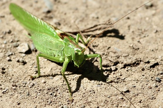Heupferd in Salza (Foto: emw)
