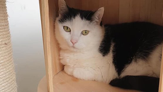 Stewie (Foto: Tierheim Nordhausen)