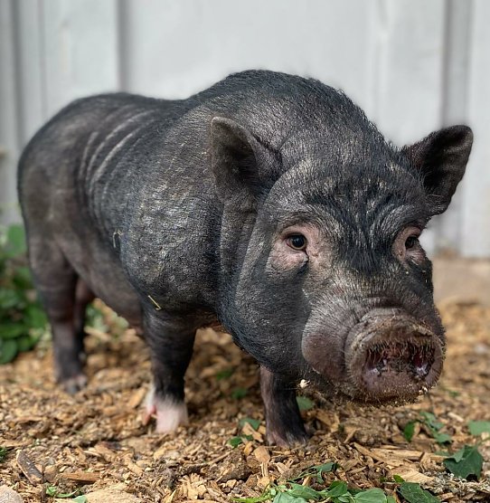 Tier der Woche: Kevin (Foto: Tierheim Nordhausen)