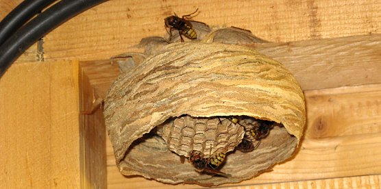 En Hornissennest (Foto: A.Grabs) En Hornissennest (Foto: A.Grabs)