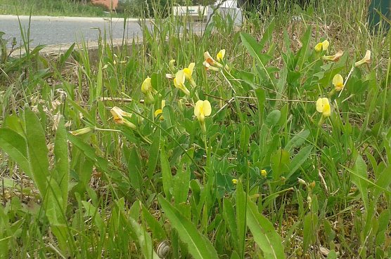 Die Gelbe Spargelerbse (Lotus maritimus) ist in Th&uuml;ringen stark gef&auml;hrdet. Das Schmetterlingsbl&uuml;tengew&auml;chs mit den auffallenden blaugr&uuml;nen, f&uuml;nfz&auml;hligen Bl&auml;ttern und den langgestielten und gro&szlig;en gelben Bl&uuml;ten, das n&auml;hrstoff&auml;rmste, ausgesprochen basische B&ouml;den bevorzugt, wird durch kontinuierliche, einsch&uuml;rige durchgef&uuml;hrte, einsch&uuml;rige Mahd gef&ouml;rdert. (Foto: B.Schwarzberg)