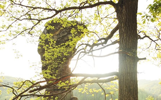 Der G&auml;nseschnabel (Foto: P.Schneller)