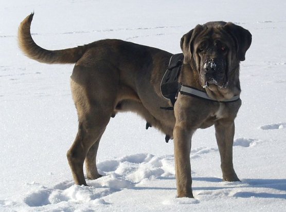 Alexa (Foto: C. Knust)