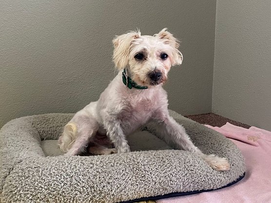 Tier der Woche: Bessi (Foto: Tierheim Nordhausen)