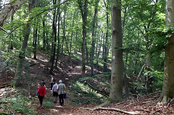 Unterwegs auf dem "Urwaldpfad" (Foto: Landschaftspflegeverband S&uuml;dharz/Kyffh&auml;user)