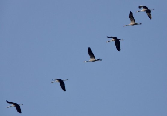 Kraniche am Stausee Kelbra (Foto: Untere Naturschutzbeh&ouml;rde Nordhausen)