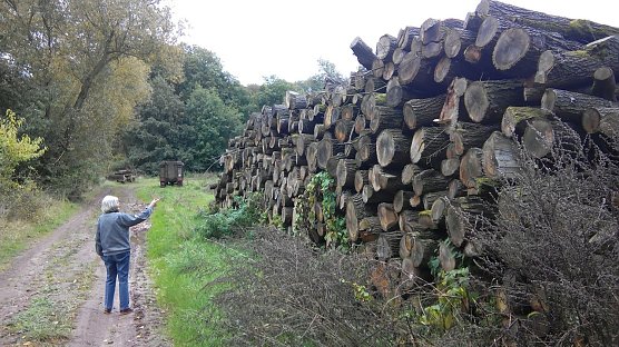 Dieser Holzstapel bei Herreden  gammelt vor sich hin. Eine sinnvolle Verwertung hat auch er verdient. (Foto: Anton Adlerauge)