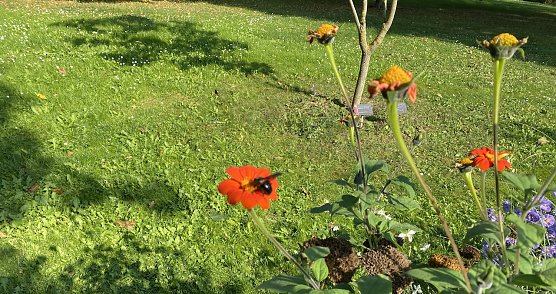Herbstwiese (Foto: oas) Herbstwiese (Foto: oas)