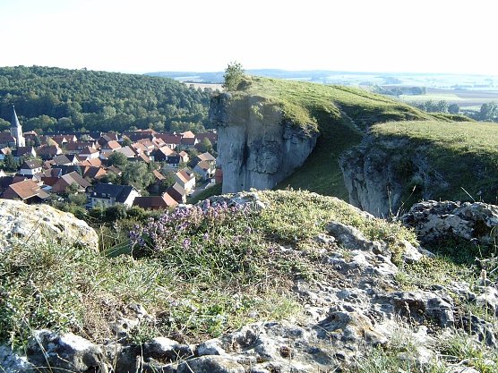 Vegetation auf dem Steinberg (Foto: Firouz Vladi)