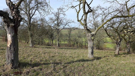Obstwiese in Buchholz (Foto: Landschaftspflegeverband S&uuml;dharz/Kyffh&auml;user)