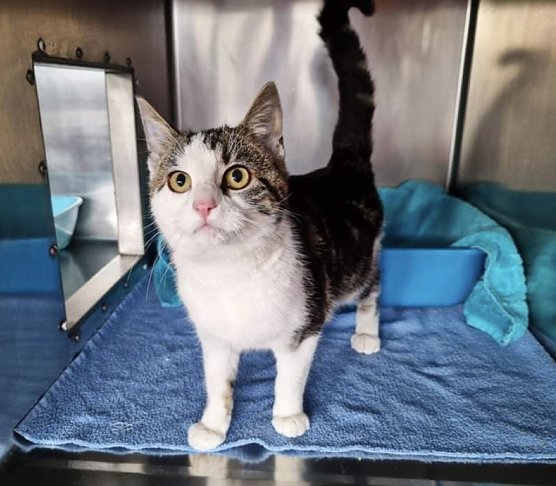 Die gerettete Fritzi ist wieder wohlauf (Foto: Tierheim M&uuml;hlhausen)