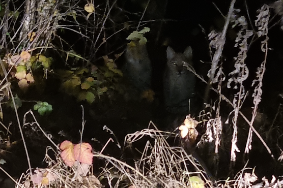 Vier junge Luchse entdeckten Mutter und Tochter bei Ellrich (Foto: privat)