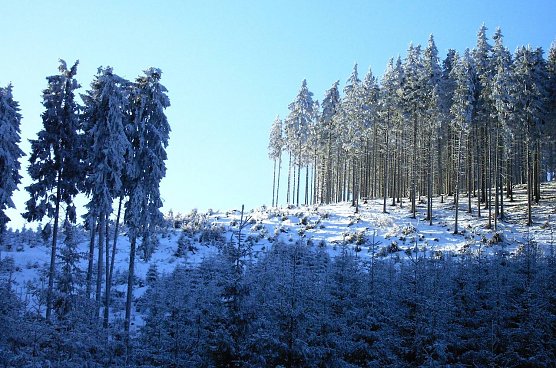 Dem Klimawandel nicht gewachsen und deshalb dringend zum Mischwald umzubauen: Fichtenwirtschaft im Th&uuml;ringer Wald. Doch ohne die helfende Hand des Waldbesitzers geht es nicht schnell genug   (Foto: Dr. Horst Spro&szlig;mann)