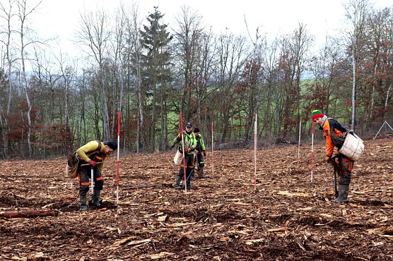 Aufforstung im Harzrigi-Wäldchen (Foto: Stadtverwaltung Nordhausen) Aufforstung im Harzrigi-Wäldchen (Foto: Stadtverwaltung Nordhausen)