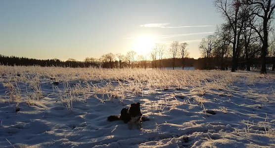 Schneelandschaft bei Sophienhof im Harz (Foto: W.Jörgens) Schneelandschaft bei Sophienhof im Harz (Foto: W.Jörgens)