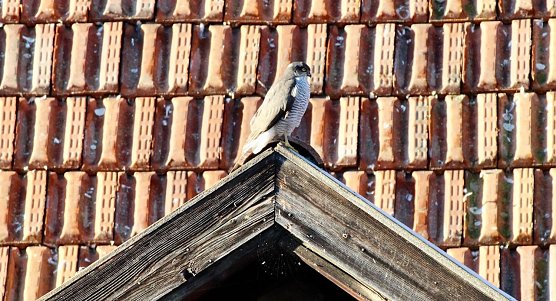 Wildvogel in der Stadt (Foto: Eva Maria Wiegand) Wildvogel in der Stadt (Foto: Eva Maria Wiegand)