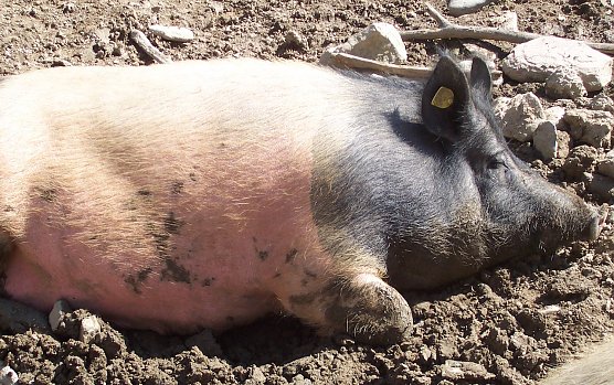 Viel Gl&uuml;ck im neuen Jahr w&uuml;nscht das Redaktions-Team (Foto: oas)