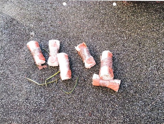 Gefundene Giftköder (Foto: Landespolizeiinspektion Nordhausen) Gefundene Giftköder (Foto: Landespolizeiinspektion Nordhausen)