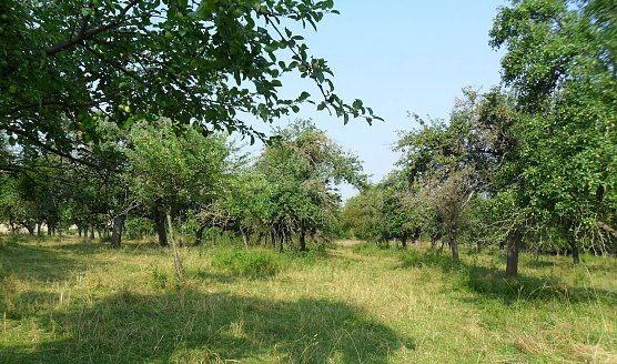 Bildsch&ouml;ne Streuobstwiese Oberspier. (Foto: LPV)