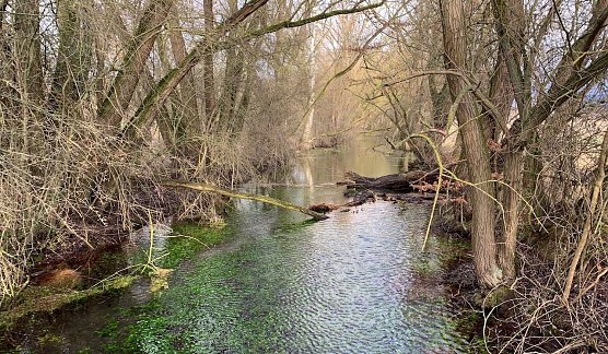 Salzaspring (Foto: ©Stadtverwaltung Nordhausen) Salzaspring (Foto: ©Stadtverwaltung Nordhausen)