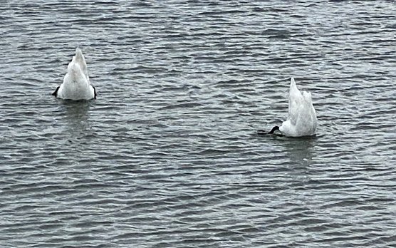 Am, auf und im Stausee  (Foto: oas)