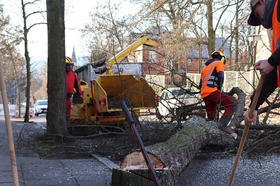 Einige B&auml;ume mussten in der Riemannstra&szlig;e schon weichen (Foto: Stadtverwaltung Nordhausen)