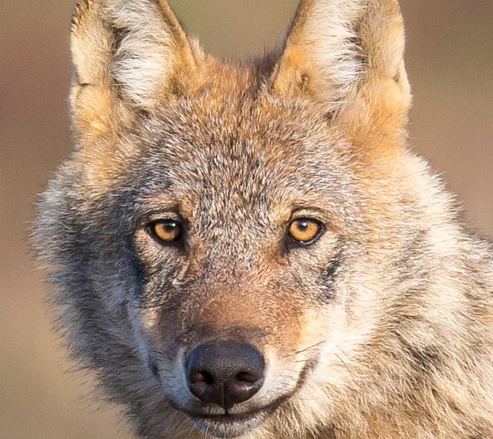 Ein Wolf oder "der b&ouml;se R&auml;uber aus dem M&auml;rchen" (Foto: J&uuml;rgen Borris)