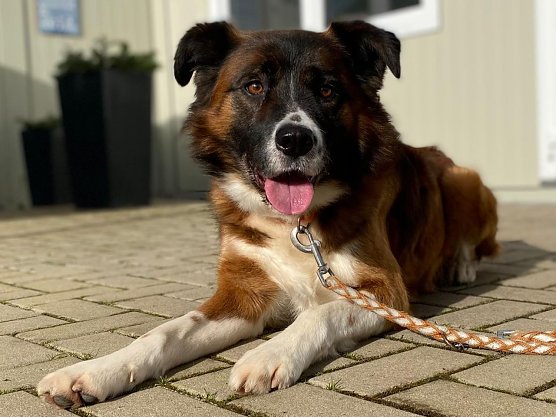 Tier der Woche: Eddy (Foto: Tierheim Nordhausen) Tier der Woche: Eddy (Foto: Tierheim Nordhausen)