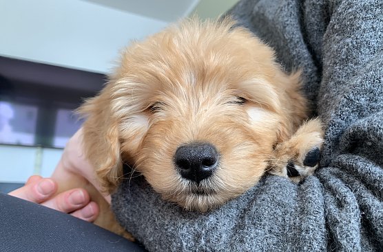 "Liebe dein Haustier Tag" immer am 20. Februar (Foto: nnz) "Liebe dein Haustier Tag" immer am 20. Februar (Foto: nnz)
