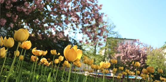 Der Frühling naht! Aber wann genau beginnt er eigentlich? (Foto: agl) Der Frühling naht! Aber wann genau beginnt er eigentlich? (Foto: agl)