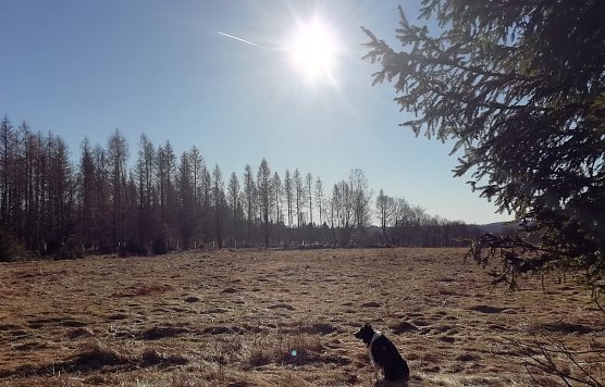 Perfektes Frauentagswetter auf den Harzer Höhenlagen bei -2 Grad heute Morgen (Foto: W.Jörgens) Perfektes Frauentagswetter auf den Harzer Höhenlagen bei -2 Grad heute Morgen (Foto: W.Jörgens)