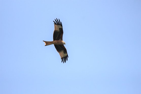 Der Rotmilan beginnt dieser Tage mit der Brut (Foto: Landschaftspflegeverbandes S&uuml;dharz/Kyffh&auml;user)