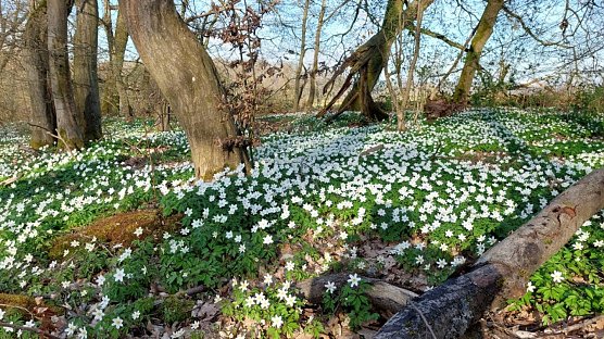 Buschwindr&ouml;schen wohin das Auge blickt (Foto: Constanze R.)