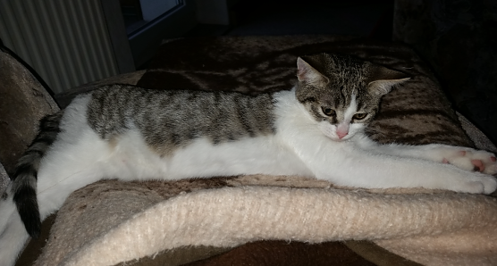 Wo ist Bonny? (Foto: privat)