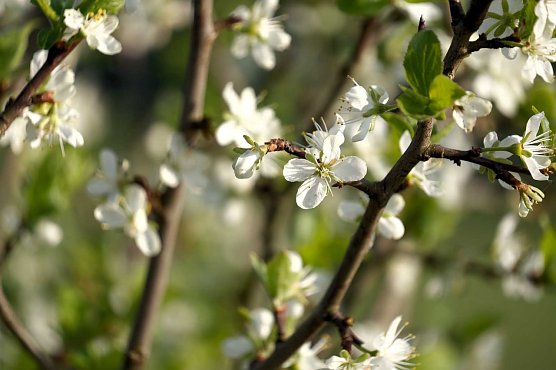 Wetterbild (Foto: Peter Blei)