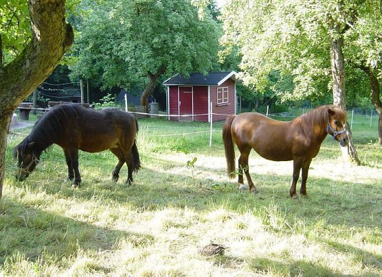 Die Ponys "Merry" und "Fee" (Foto: Horizont) Die Ponys "Merry" und "Fee" (Foto: Horizont)