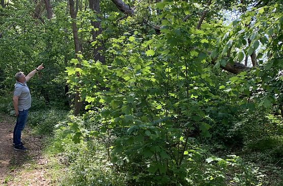 Stadtf&ouml;rster Axel Axt auf dem Karstwanderweg bei R&uuml;digsdorf (Foto: Stadtverwaltung Nordhausen)