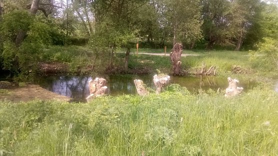 Ob diese Weidenb&auml;ume wieder ausschlagen ist ungewiss. Die Beschneidung dieser B&auml;ume war doch des Guten zuviel. (Foto: Kurt Frank)