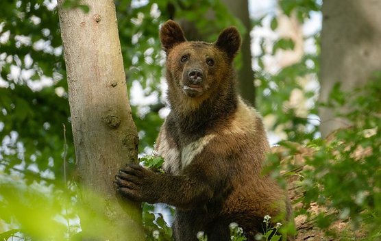 Auch die B&auml;renkinder wollen mitfeiern (Foto: B&auml;renpark Worbis)