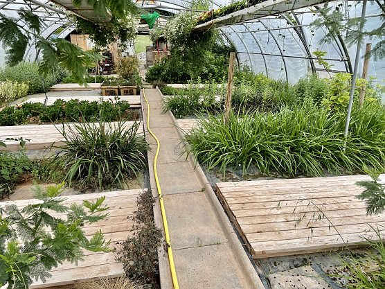 Pilates zwischen Pflanzen im Kehmstedter Gew&auml;chshaus der G&auml;rtnerei Srocke (Foto: Kathleen Scholz)