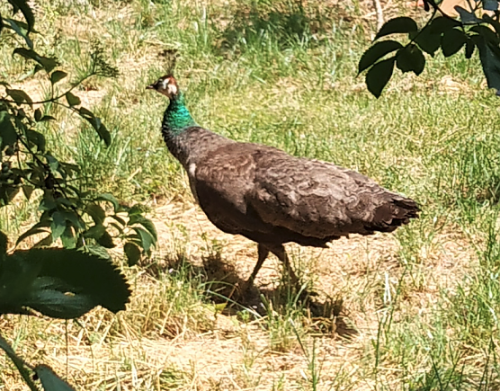 Dieser ungew&ouml;hnliche und ungebetene Gast stromert seit einigen Tagen durch den Garten einer Familie in Harztor (Foto: privat)